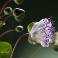 Caper Seeds - Herb Seeds - Capparis spinosa - Edible Plant for Container Gardens & Gardens