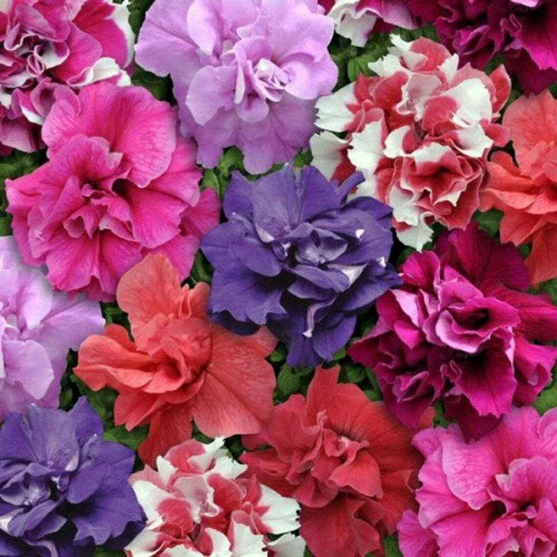 Double Mix Petunia Seeds for Containers, Hanging Baskets & Window Gardens – Petunia × atkinsiana, Vibrant Flowers