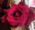 Live Plant Cuttings - Gotta Have It Red! Dark Red Velvety Foliage - Propagation, Indoor & Outdoor Decor