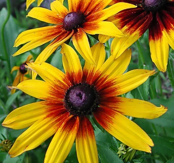 Gloriosa Daisy Seeds 2000+ Biennial Wildflower for Bees Rudbeckia hirta Garden Flowers