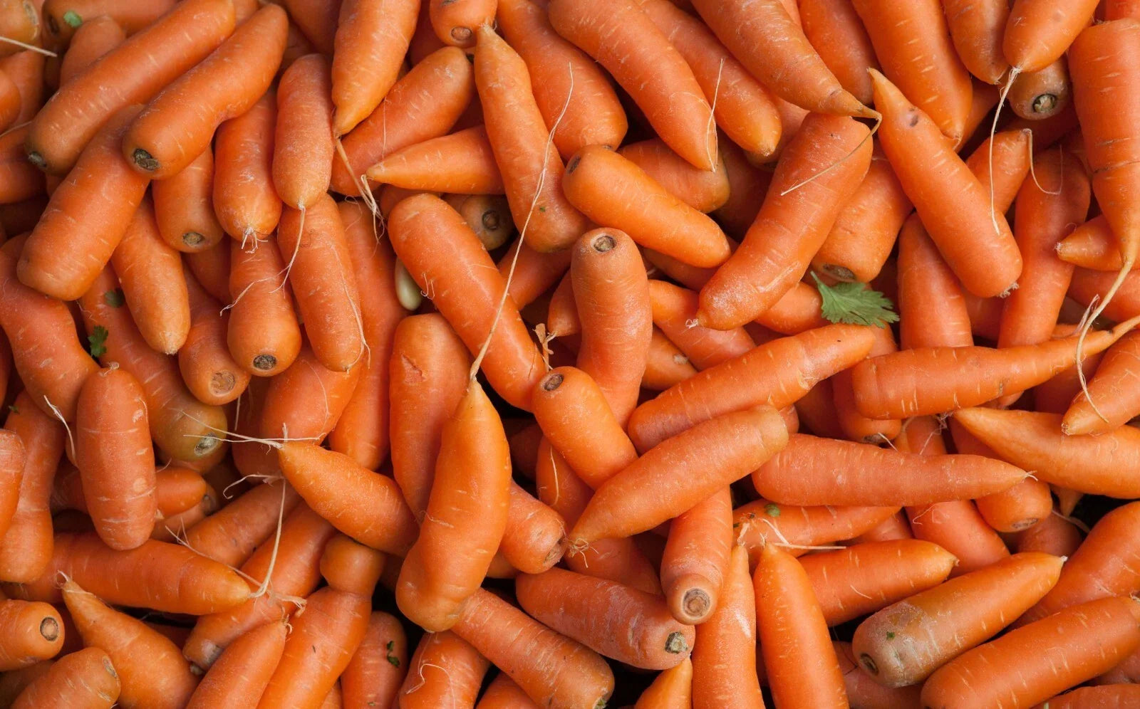 Tendersweet Carrot Seeds - Organic Heirloom Daucus carota sativus - Sweet Flavor, 1000 Pack for Gardening, Homegrown, Full Sun