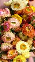 Helichrysum bracteatum Seeds - Double Mix Strawflower for Gardening & Cut Flowers - 25 Seeds