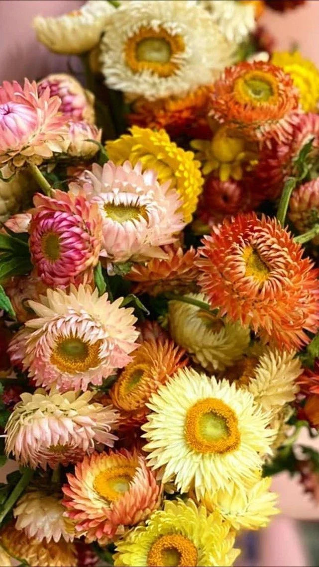 Helichrysum bracteatum Seeds - Double Mix Strawflower for Gardening & Cut Flowers - 25 Seeds