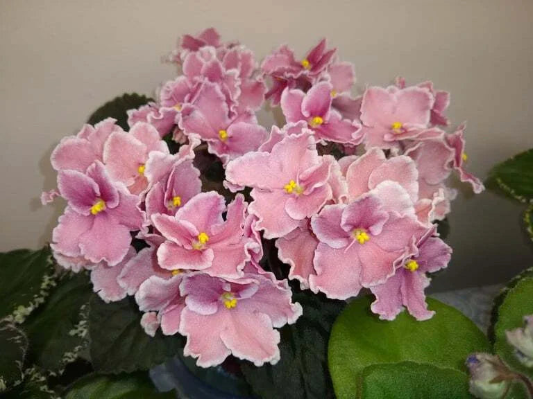 African Violet Leaves - 2 Pack for Propagation - Rockin' Robin Saintpaulia ionantha Indoor Plant Cuttings