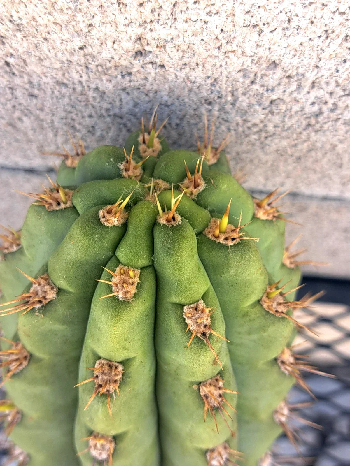 Cereus Cactus Cutting 8.5" - Unique Succulent Plant Cutting for Propagation