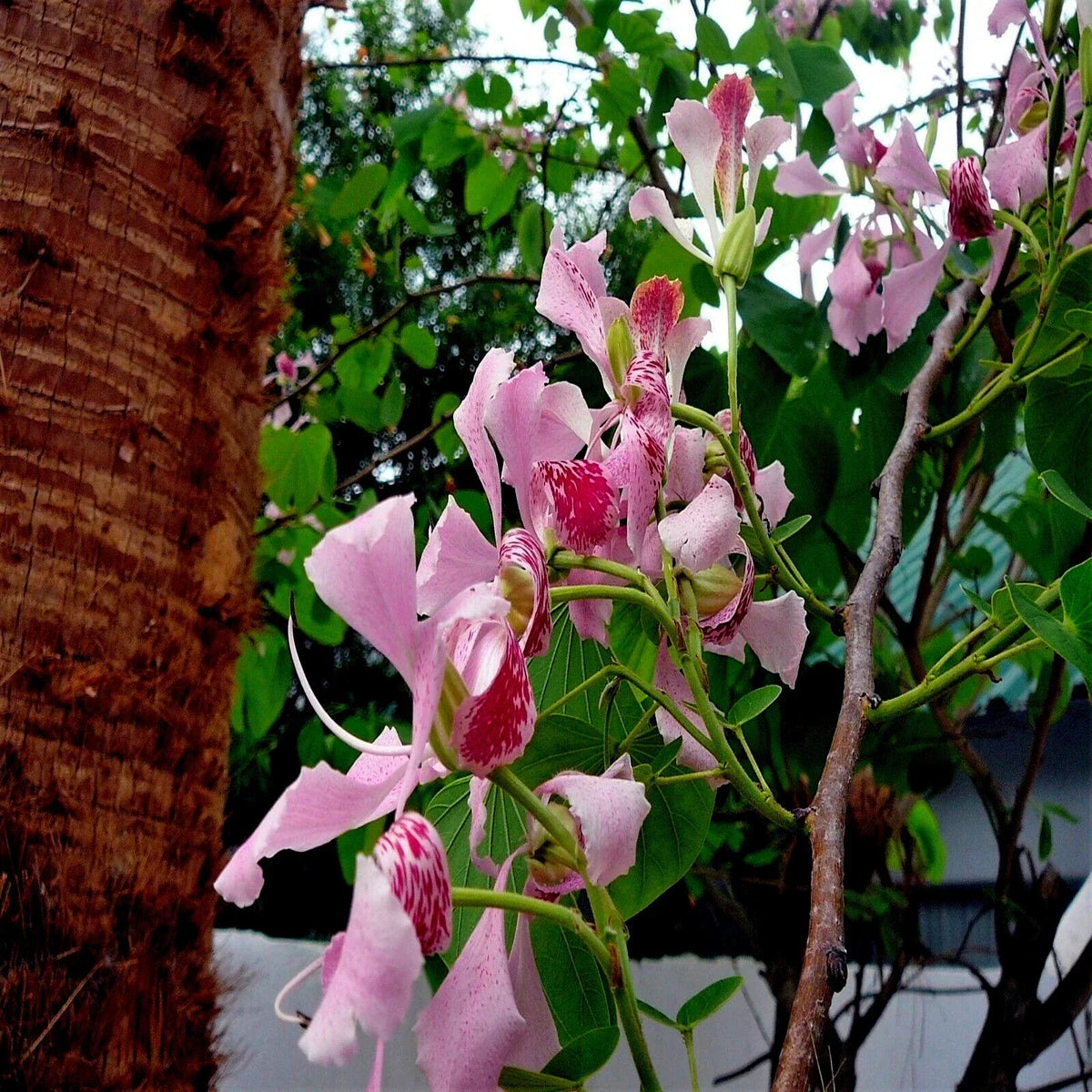 Pink Orchid Tree Seeds - Bauhinia monandra Tropical Butterfly Flower Plant for Gardens and Landscaping