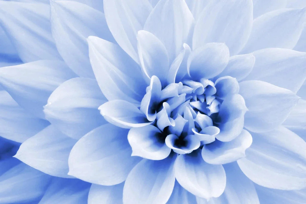 Polar Bear Dahlia Seeds – White Blooms, 50 Seeds, Dahlia pinnata, Full Sun, Garden Flower, Cut Flower, Made in USA