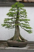Bald Cypress Bonsai Seeds - 10 Pack - Exotic Taxodium distichum Tree Seeds for Indoor & Outdoor Cultivation