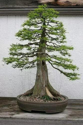 Bald Cypress Bonsai Seeds - 10 Pack - Exotic Taxodium distichum Tree Seeds for Indoor & Outdoor Cultivation