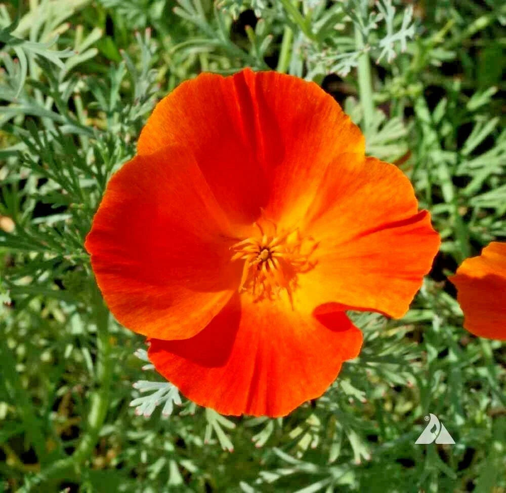 California Poppy Seeds - 500+ Mikado Variety for Wildflower Gardens & Containers - Eschscholzia californica