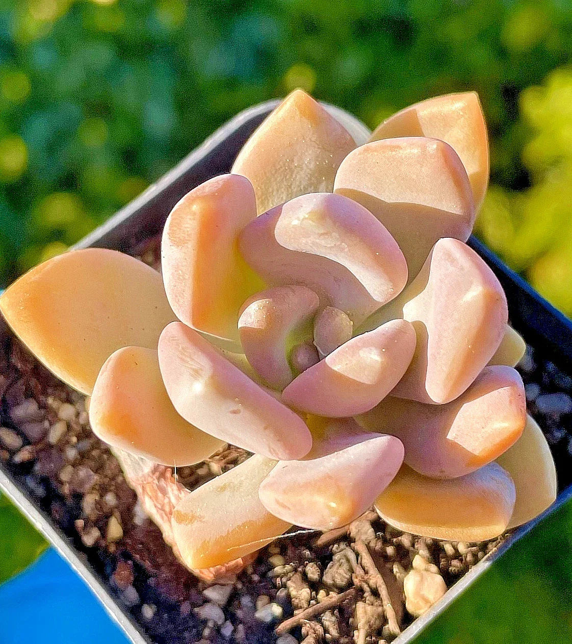 Rare Succulent Baby Plant 1.5-Inch Graptophytum 'Supreme' Orange-Pink Live Plant for Collectors