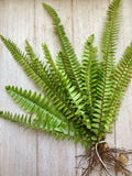 20 Bare Root Ferns - Fresh & Healthy - Various Varieties for Gardens and Landscapes