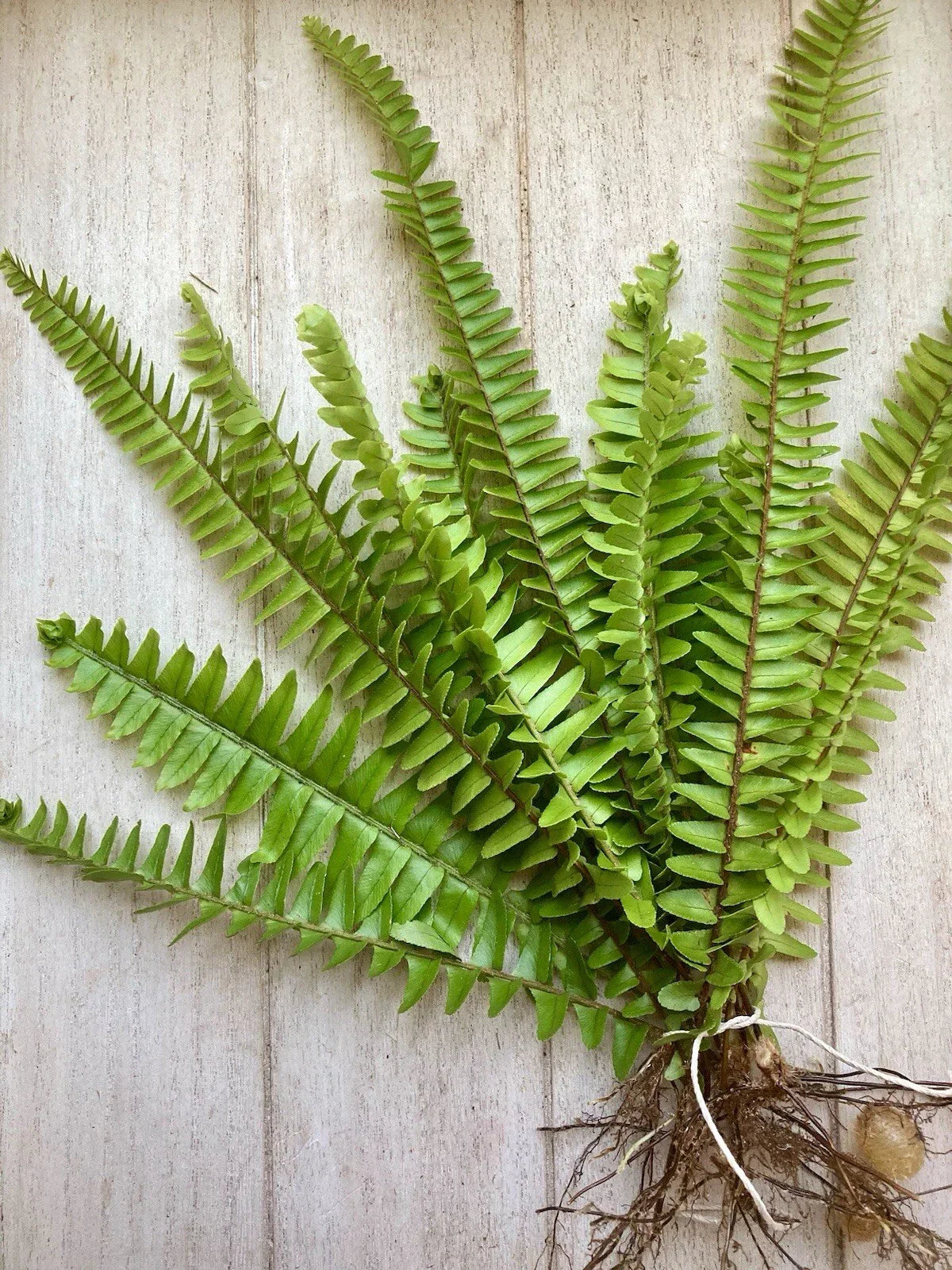 20 Bare Root Ferns - Fresh & Healthy - Various Varieties for Gardens and Landscapes
