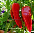 Red Italian Long Marconi Sweet Pepper Seeds – Non-GMO Vegetable Seeds for Home Garden, Capsicum annuum