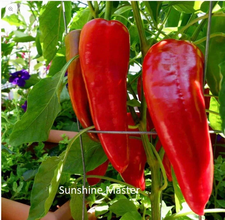 Red Italian Long Marconi Sweet Pepper Seeds – Non-GMO Vegetable Seeds for Home Garden, Capsicum annuum