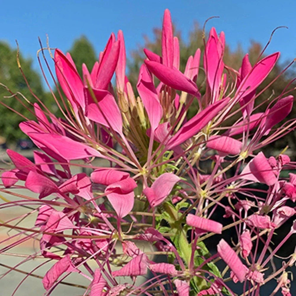 Cerise Spider Seeds 100 Pack Clome Spinosa Perennial Butterfly & Bee Attracting Wildflower Garden Plant