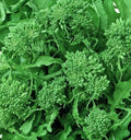 Broccoli Seeds - Spring Raab Rapini Non-GMO Vegetable Seeds for Garden, Brassica rapa, 500+ Pack