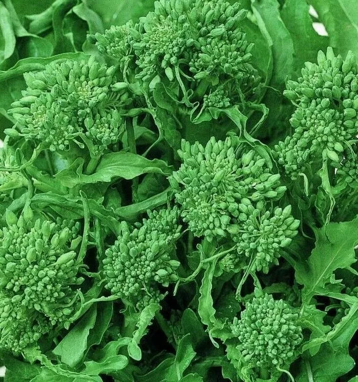Broccoli Seeds - Spring Raab Rapini Non-GMO Vegetable Seeds for Garden, Brassica rapa, 500+ Pack