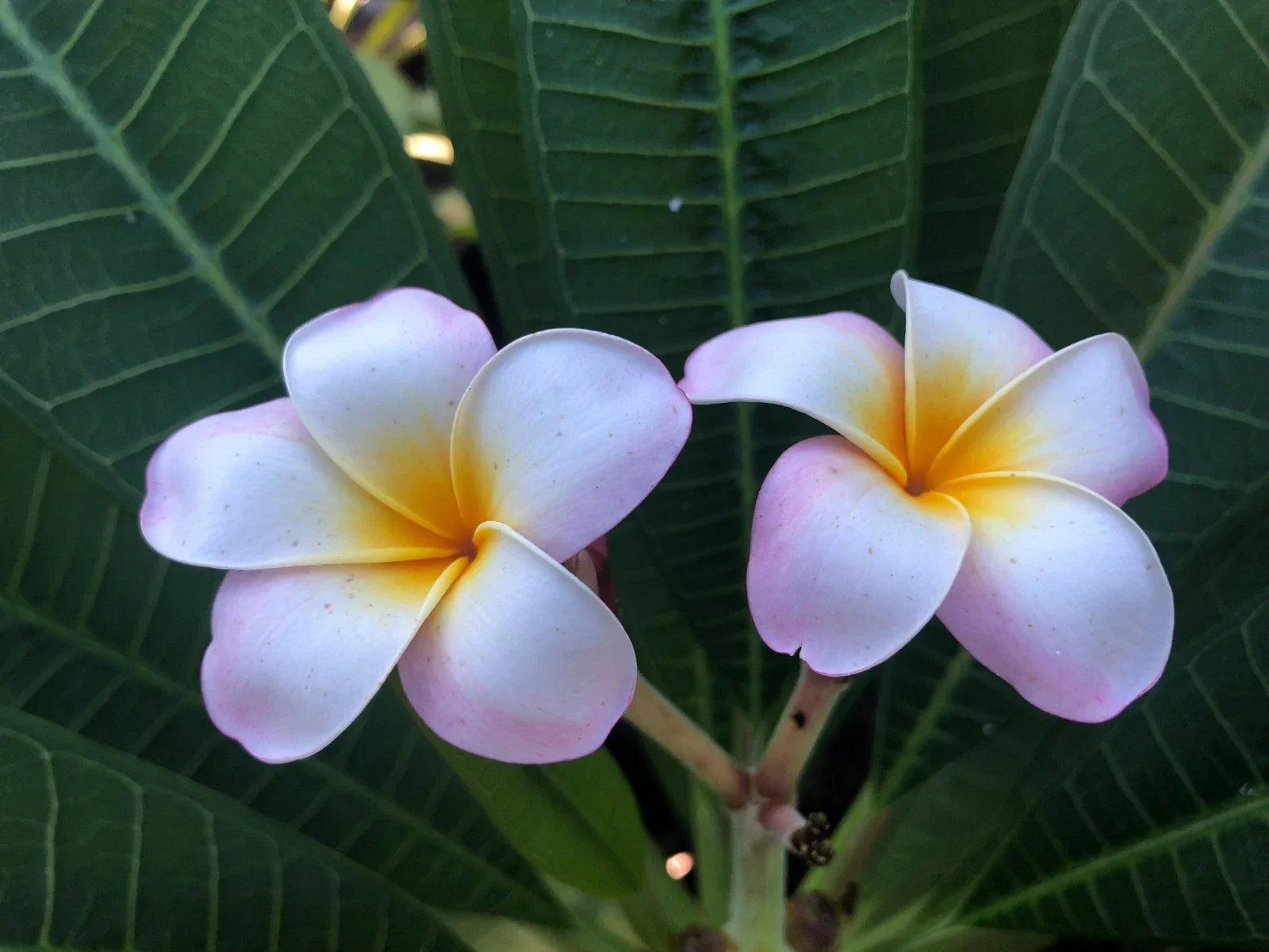 Plumeria Cuttings 9-12" Pali Lookout Variety Fragrant Tropical Plant for Garden, Patio, or Indoor Growing