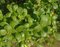 Golden Purslane Seeds - Non-GMO Portulaca Sativa for High Omega-3, Easy to Grow, Garden Packets