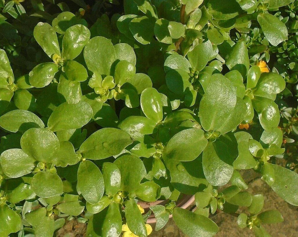 Golden Purslane Seeds - Non-GMO Portulaca Sativa for High Omega-3, Easy to Grow, Garden Packets