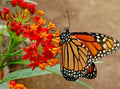 Bloodflower Milkweed Seeds - 101+ Wildflower Seeds for Containers, Drought & Heat Tolerant, Asclepias curassavica