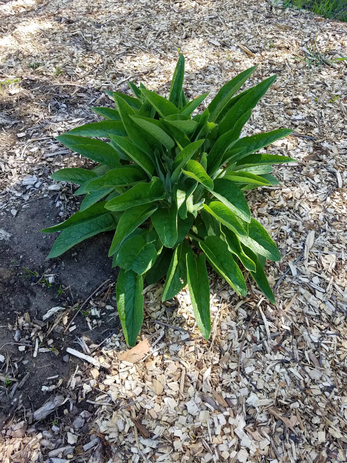 Comfrey Root Cuttings 5 Pack Russian Bocking 14 Symphytum × uplandicum Organic Gardening Soil Fertilizer
