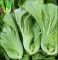 Chinese Mustard Seeds 200+ Brassica juncea for Home Gardening, Organic, Non-GMO, Fast Germination
