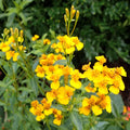 Mexican Tarragon Seeds - Aromatic Herb for Culinary Gardens - Tagetes lucida - Spanish Mint Seeds - 100 Seeds
