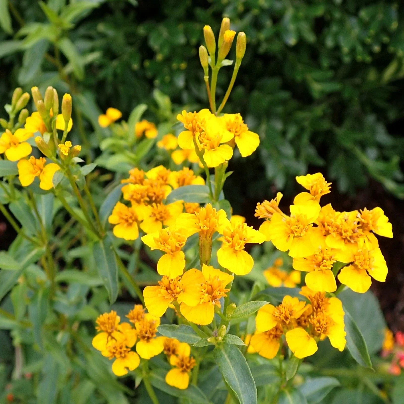 Mexican Tarragon Seeds - Aromatic Herb for Culinary Gardens - Tagetes lucida - Spanish Mint Seeds - 100 Seeds