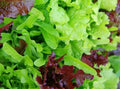 Heirloom Lettuce Leaf Blend Microgreens Seeds – 8 Varieties, Non-GMO, 1000 Seeds, USA Grown, Perfect for Salads & Garnishes