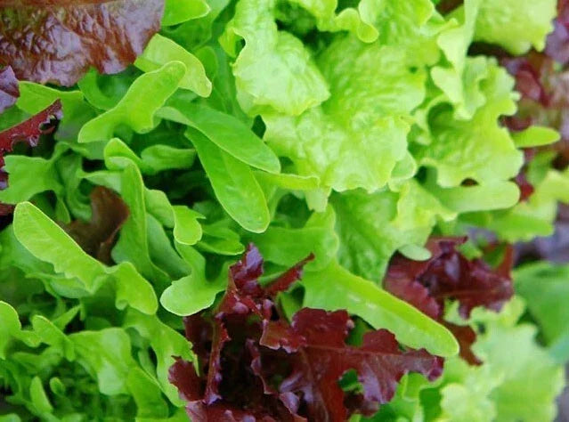 Heirloom Lettuce Leaf Blend Microgreens Seeds – 8 Varieties, Non-GMO, 1000 Seeds, USA Grown, Perfect for Salads & Garnishes