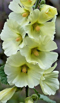 Giant White Hollyhock Seeds - 50 Pack, Hardy Perennial, Easy to Grow, Alcea rosea, Tall White Blooms, Garden Flowers