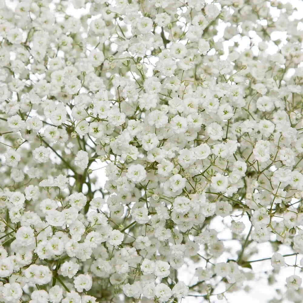 Baby's Breath Seeds - Non-GMO Gypsophila elegans for Gardens & Bouquets, 300-6,000 Seeds, Easy to Grow, Attracts Pollinators