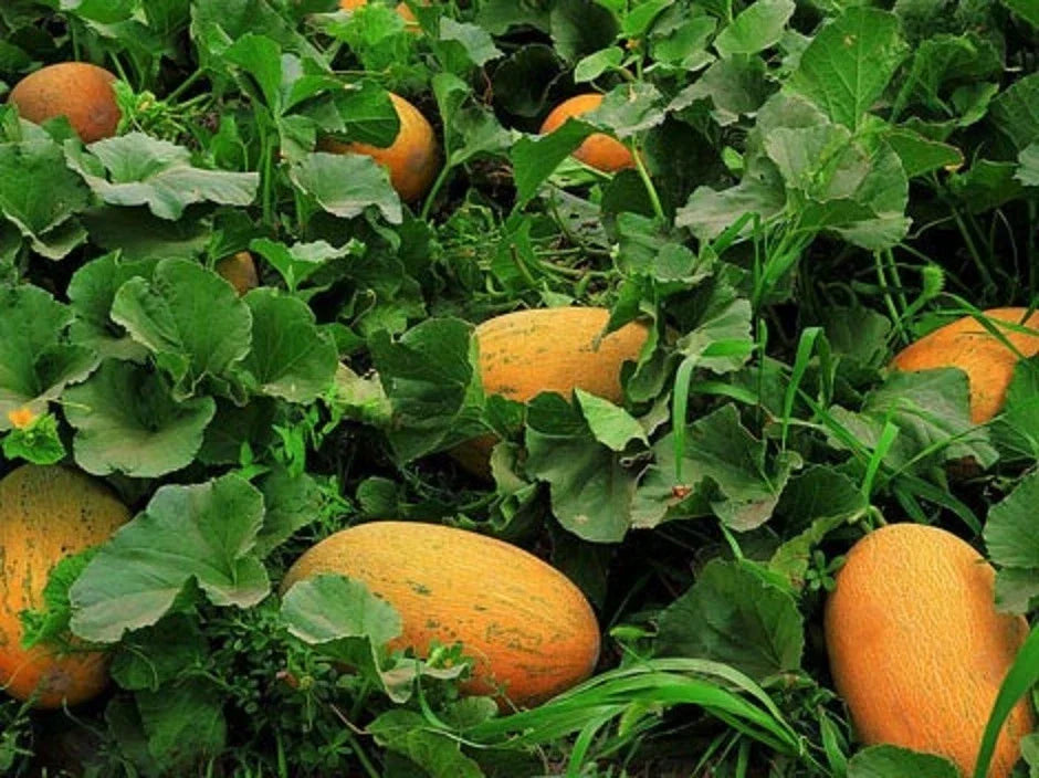 Chinese Hami Melon Seeds - Large Sweet & Crunchy Cucumis melo var. reticulatus, 20 Seeds for Garden, Greenhouse, Home Growing