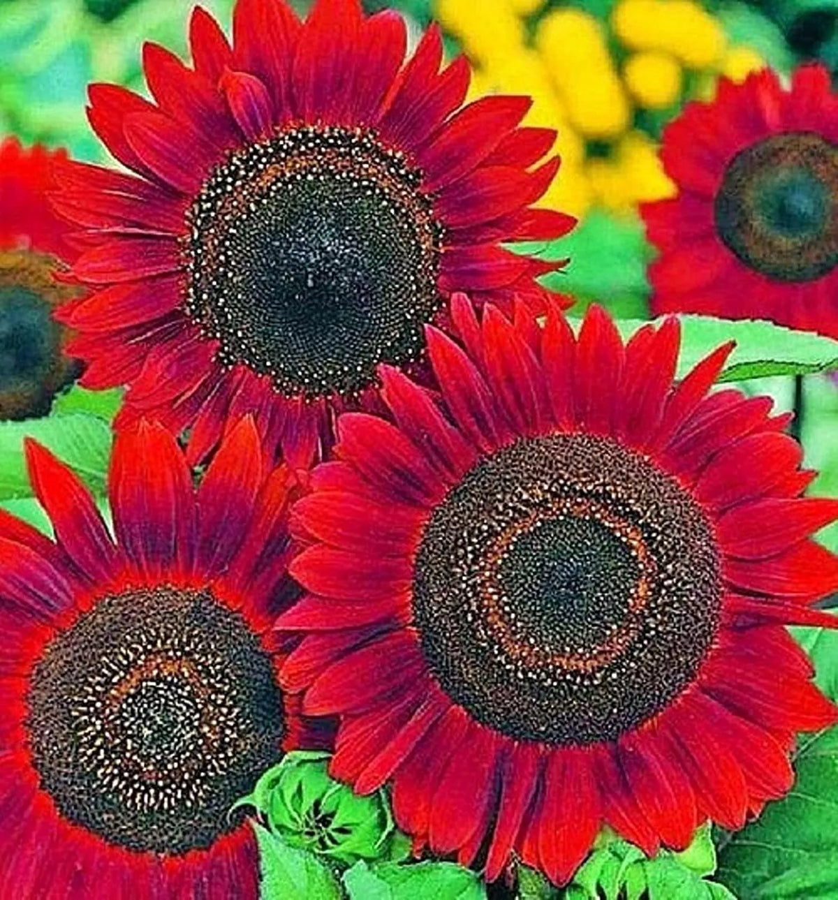 Sunflower Seeds for Planting - 50 Count, Helianthus annuus, Easy Grow Bright Yellow Flowers, Full Sun