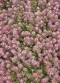 Dwarf Pink Alyssum Seeds - 1000 Non-GMO Lobularia maritima Groundcover, Fragrant, Easy to Grow, Butterfly Attracting