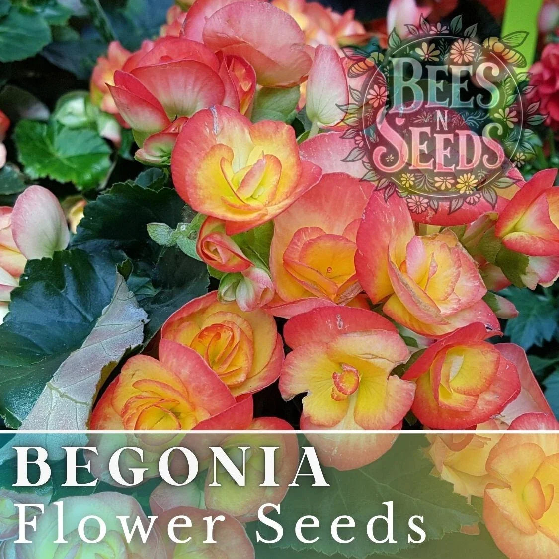 Coral Mosaic Begonia Seeds - Non-GMO Flower Seeds for Indoor & Outdoor Gardens - Begonia x tuberhybrida