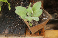 Live Mullen Plants in 4-Inch Pots, Verbascum thapsus, Perennial Garden Flowers for Pollinator Gardens