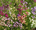 Snapdragon Seeds - Fairy Bouquet Mix Dwarf, Linaria marroccana, Colorful Annual Flower Seeds for Gardens, Borders, Containers
