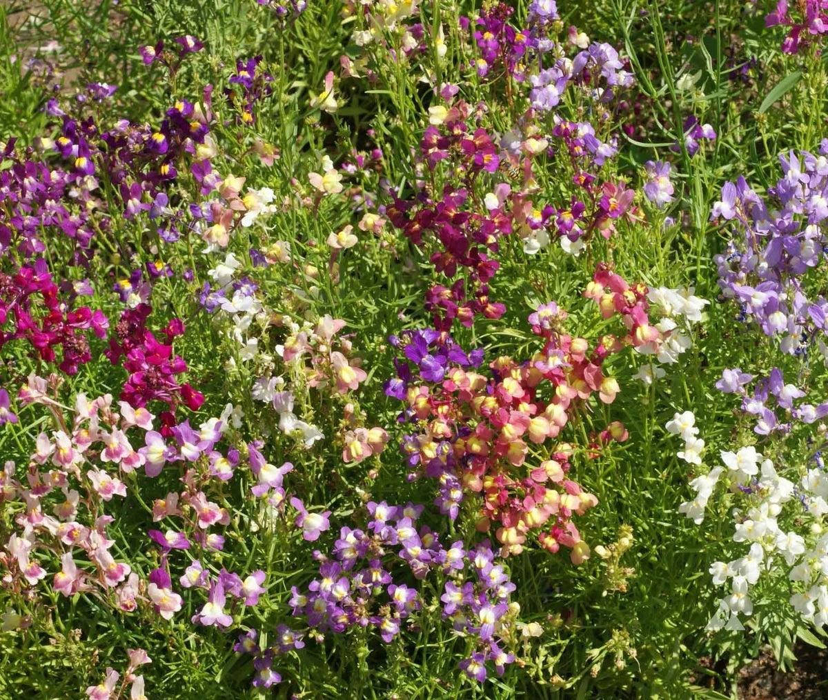Snapdragon Seeds - Fairy Bouquet Mix Dwarf, Linaria marroccana, Colorful Annual Flower Seeds for Gardens, Borders, Containers