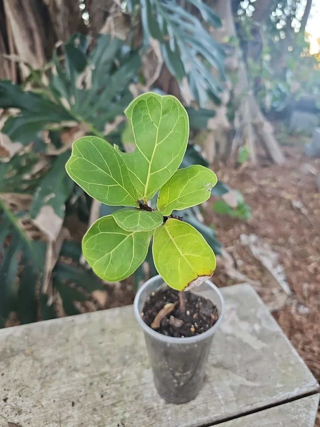 Fiddle Leaf Fig Plant in 3.5" Pot | Live Indoor Ficus Lyrata Houseplant for Bright, Indirect Light