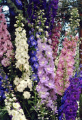 Delphinium Seeds - Pacific Giant Mix - Perennial Flower Seeds for Borders & Cut Flowers - Delphinium ajacis, 25 Pack