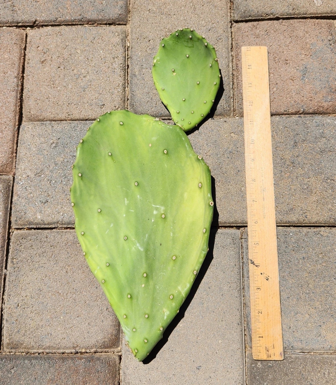Opuntia gomei Old Mexico Prickly Pear Cactus Pad Cutting - Edible Succulent for Gardening & Propagation