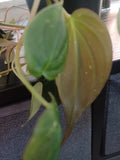 Philodendron Mican Velvety Cuttings - 3 Healthy Philodendron micans