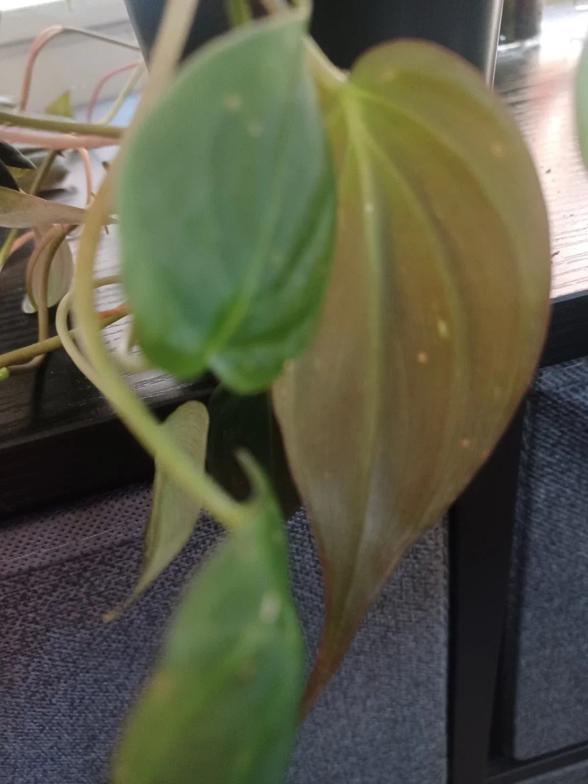 Philodendron Mican Velvety Cuttings - 3 Healthy Philodendron micans