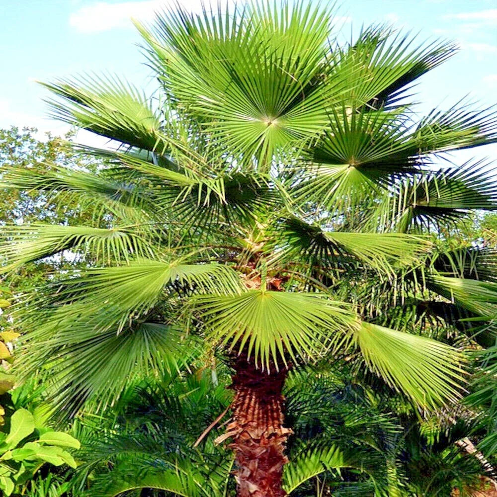 Mexican Fan Palm Tree Seeds - Washingtonia robusta - Tropical Cold Hardy Plant Seeds - 10 Pack
