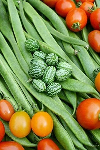Cucamelon Seeds - 20 Pack Mexican Sour Gherkin Melothria scabra Non-GMO Made in USA