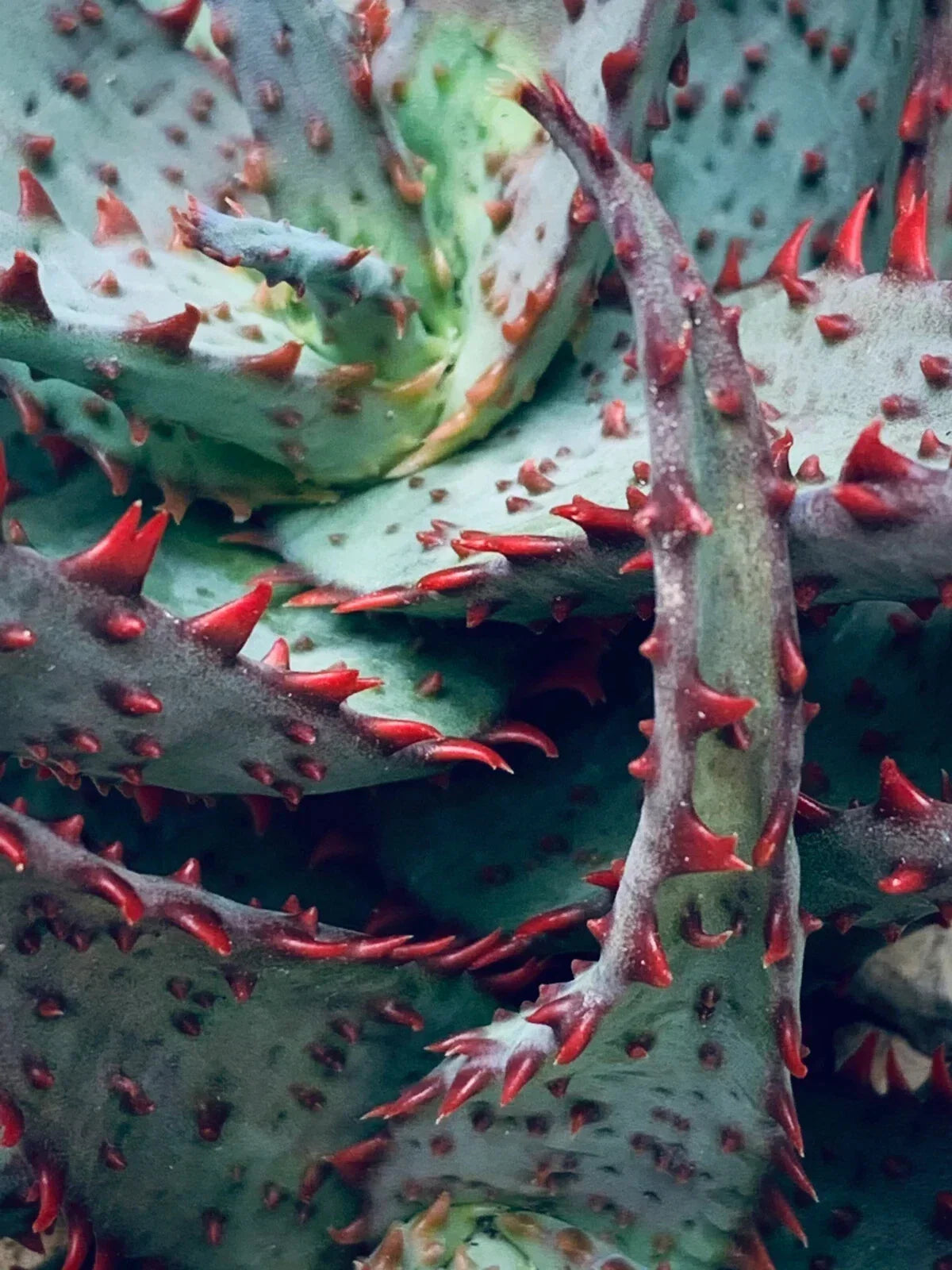 Rare Aloe 'Castilloniae' Potted Plant - 6-Inch Diameter Succulent Houseplant - Unique Aloe Species