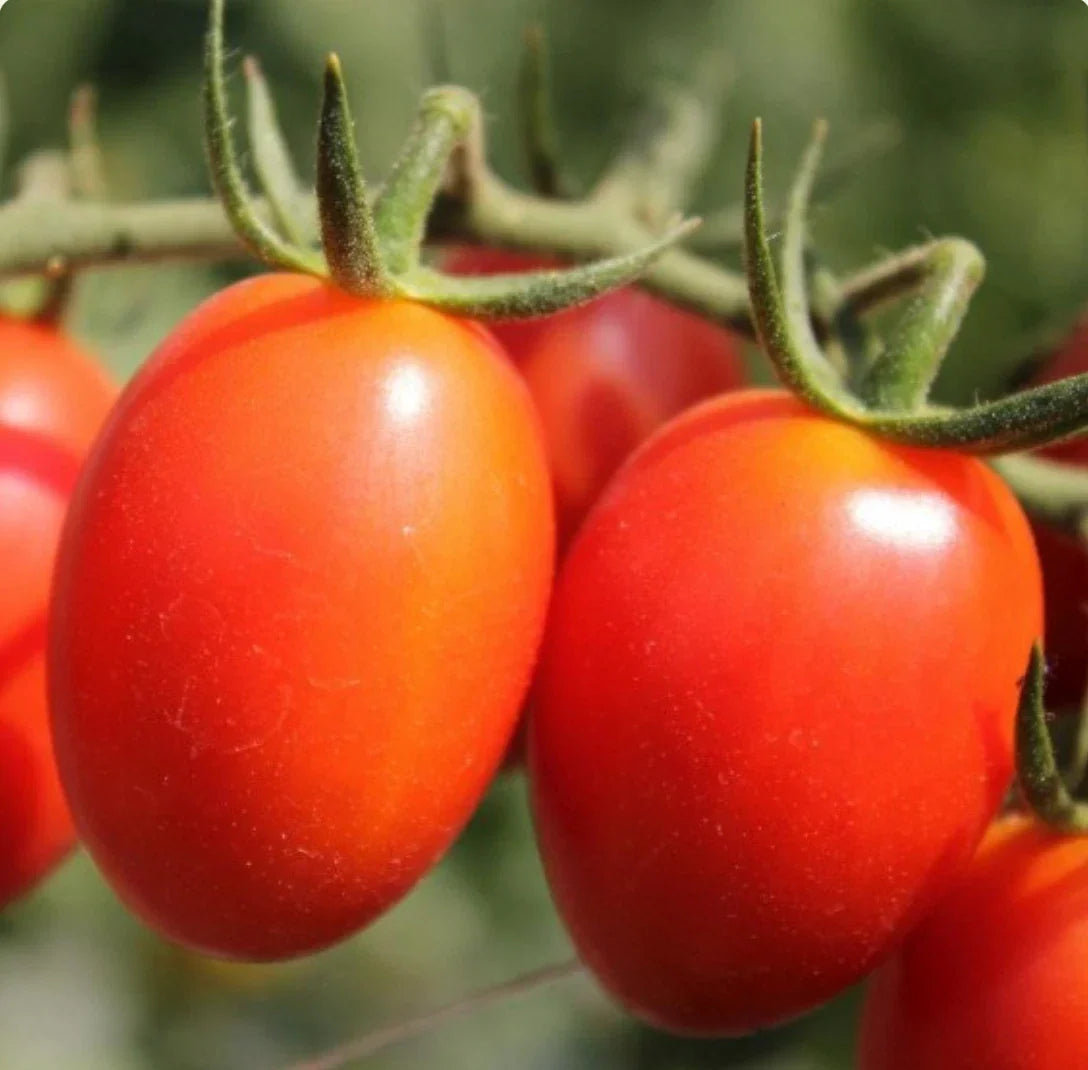 200 Rio Grande Italian Paste Tomato Seeds – Solanum lycopersicum for Canning, Sauces, Organic Gardening